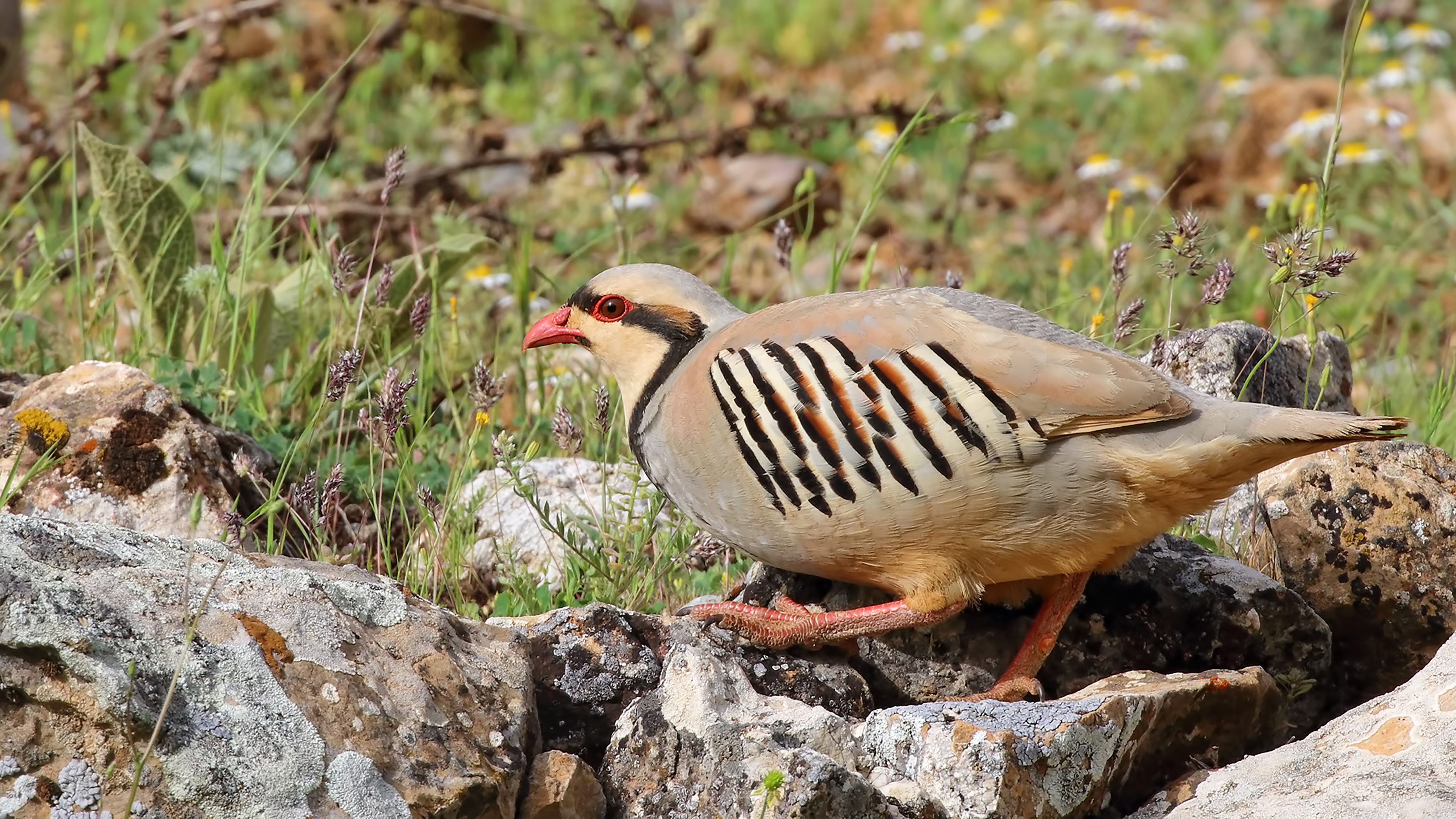 Chukar